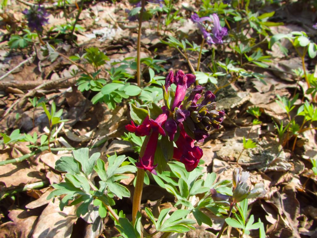 Corydalis solida (L.)